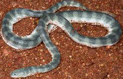 SeaSnake_UniversityofQueensland