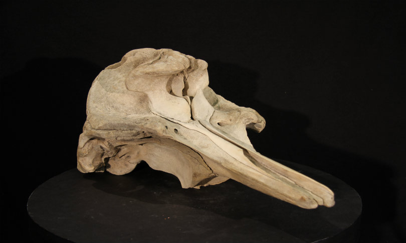 SpadeWhale_McGregorMuseum_EncyclopediaofEarth