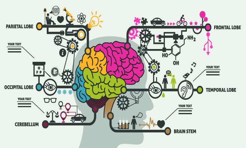 StellaCaraman_brain_shutterstock
