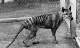 TMAG_TasmanianTiger
