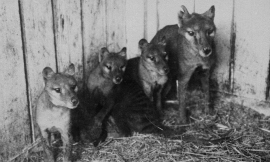 TMAG_TasmanianTigers2