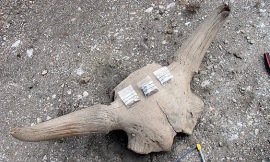 The_Uni_of_adelaide_-_bison_bones