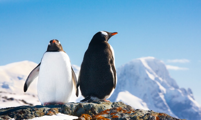 Volodymyr_Goinyk_artic-antarctic_shutterstock
