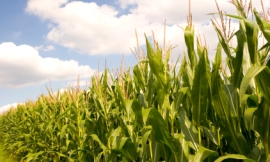 Wicki58_-_corn_field