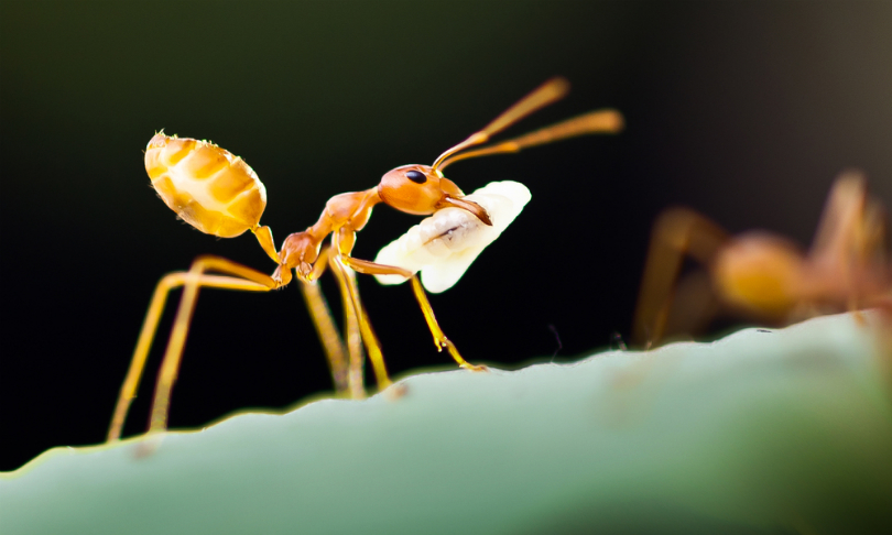 Worker ant-ics could lead us to search and rescue robots