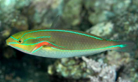 Wrasse_SallyPolack