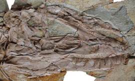 XU_Xing_skull_of_Yutyrannus