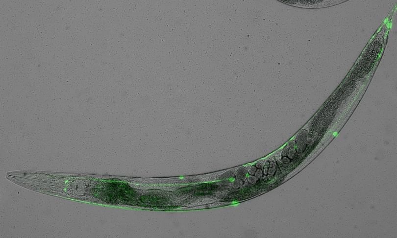 Yee-Lian-Chew_worm_FreshScience