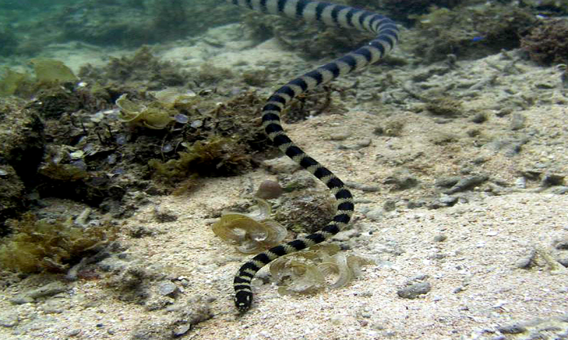 Yoshitaka-Tahara_sea-snake_UniversityofAdelaide