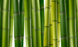alancrosthwaite_-_bamboo.jpg alancrosthwaite_-_bamboo.jpg