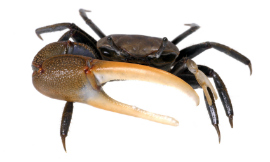 anthonyjhall-FiddlerCrab-iStock