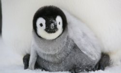 empororpenguinchick.jpg empororpenguinchick.jpg