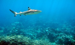blacktip_reef_shark.jpg parrots.jpg