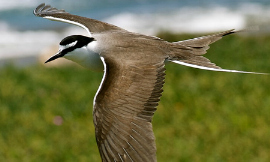 blundershot-Bridled_Tern-Flickr