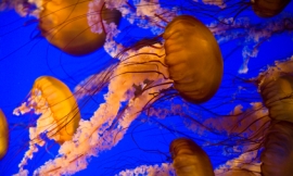 bonishphotography_-_jellyfish