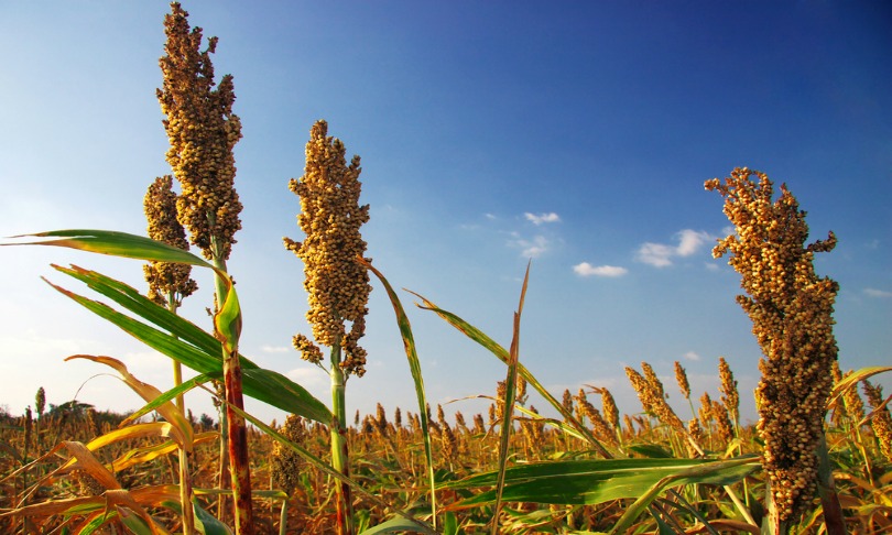 candyfloss_sorghum_shutterstock