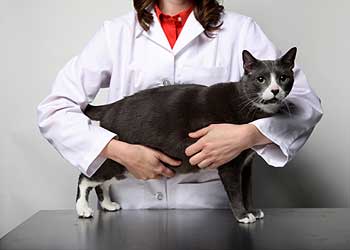 cat-vet cat-vet