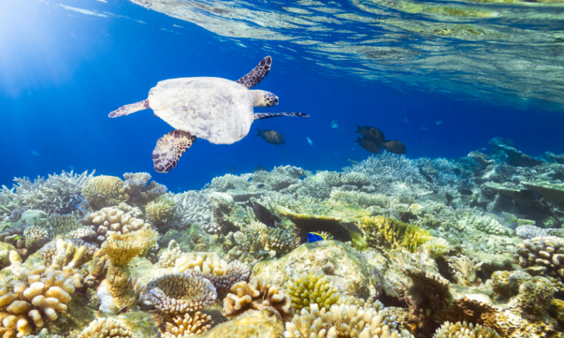 cinoby_SeaLife_iStock