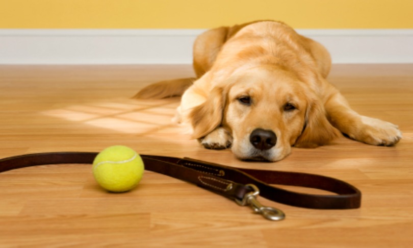 cmannphoto_dogs_istock_