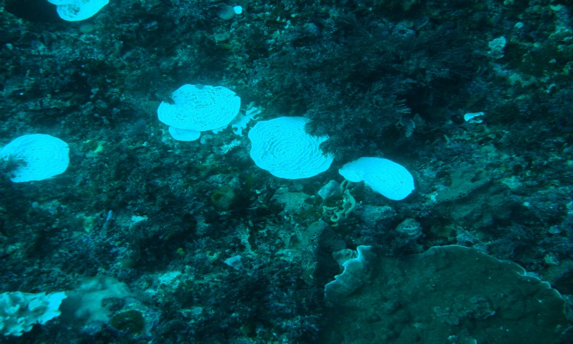 coral-bleaching_CSIRO