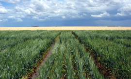csiro-durumwheat