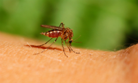 dabjola-mosquito-iStock