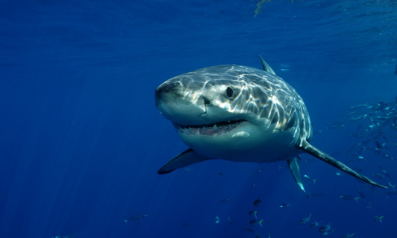 davidpstephens_white-shark_Shutterstock