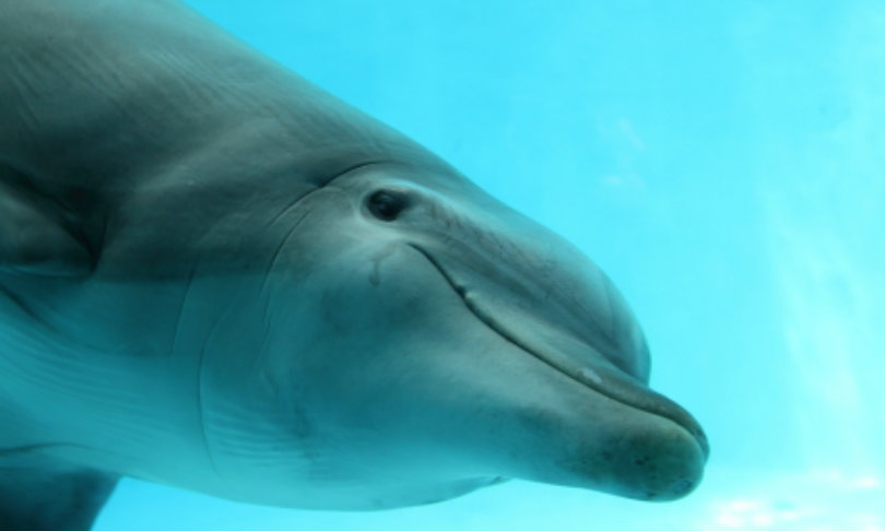 edin_dolphins_istock