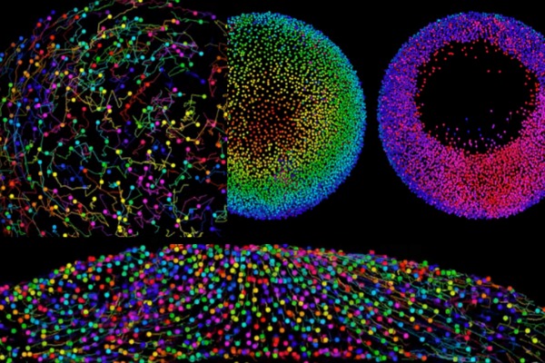 embryo_cell