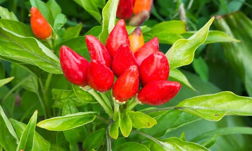 ermess_chilli_shutterstock