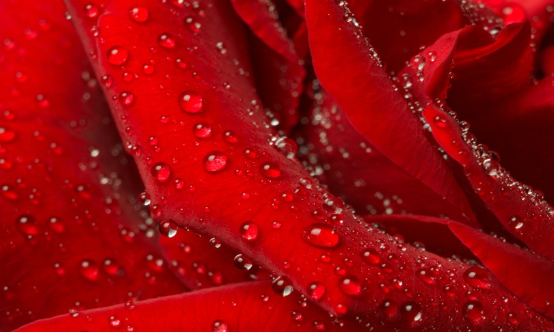 fidel_roses_shutterstock