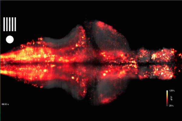 WATCH: 80,000 neurons fire in a zebrafish brain