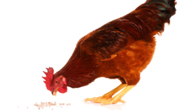 fotostok_pdv_Chicken_iStock