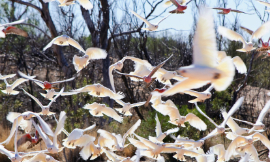 georgeclerk-Galahs-iStock