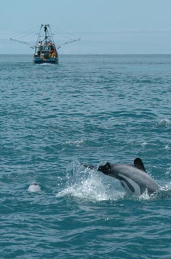hectorsdolphin.jpg hectorsdolphin.jpg