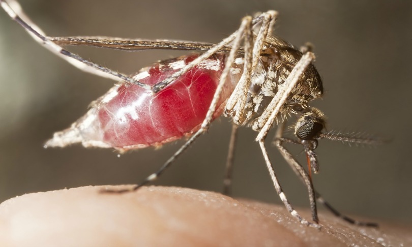 henriklarsson_malaria_shutterstock