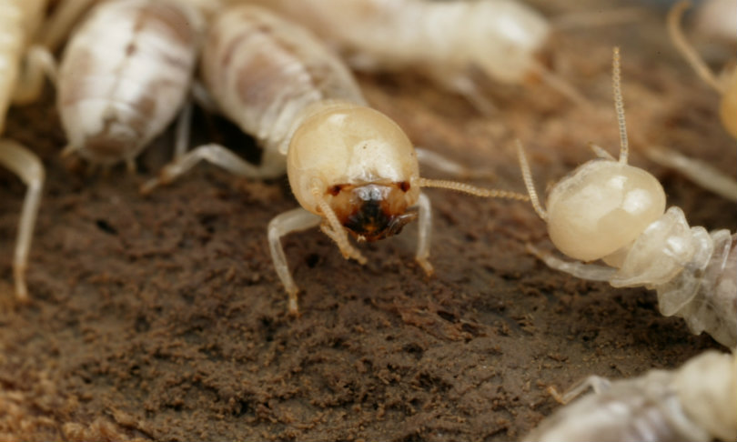 insects_csiro