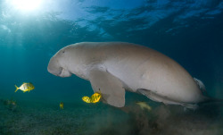 dejan750istock_dugong.jpg dejan750istock_dugong.jpg