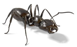 istock_ant.jpg istock_ant.jpg