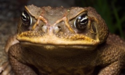 istock_canetoad.jpg istock_canetoad.jpg