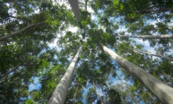 istock_eucalyptus.jpg istock_eucalyptus.jpg