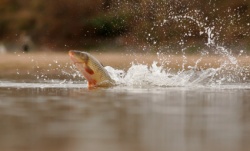 istock_fish-carp-leaping.jpg istock_fish-carp-leaping.jpg