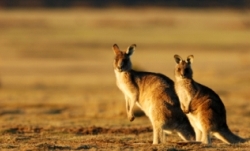 istock_kangaroos.jpg istock_kangaroos.jpg