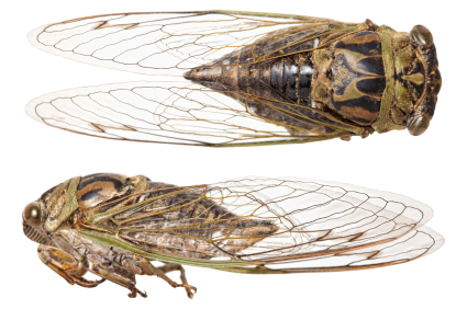 istock_000008129118xsmallcicada.jpg istock_000008129118xsmallcicada.jpg