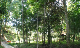 jedsum_Flickr_-_mahogany_trees