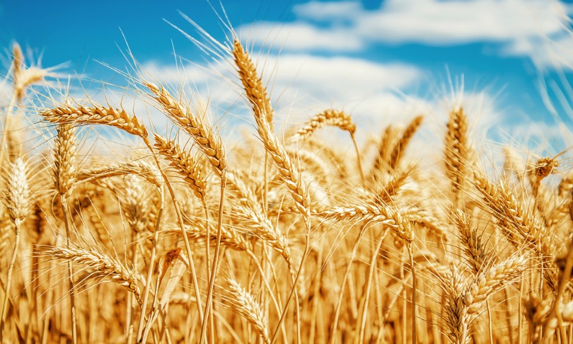 jeka84_wheat_shutterstock