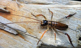 jen-zed_flickr_-_tree_weta
