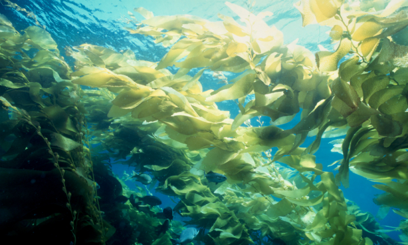 jfybel_Seaweed_iStock