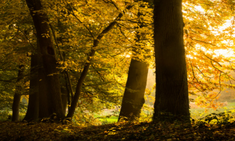 joops_trees_istock