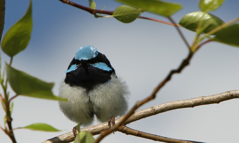 katarine-christenson_fairywren_shutterstock